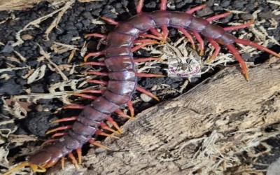 SCOLOPENDRA RED RIOSSI / SCOLOPENDRA DEHAANI RED RIEOSSI / SCOLOPENDRA RED RIEOSSI KONDISI MINUS